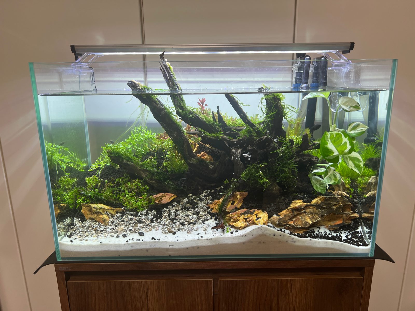 60cm水槽です！
ディアーホーンウッドをを使って迫力ある水景を目指して立ち上げ中
ワンポイントでポトスも🌱